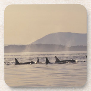 Porta-copo N.A., orca dos EUA, Washington, ilhas de San Juan
