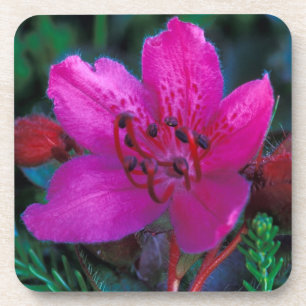 Porta-copo NA, EUA, Alasca, Ilhas Aleutas, Flores Silvestres