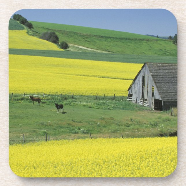 Porta-copo NA, EUA, Idaho, perto de Potlatch, Canola e velho (Frente)