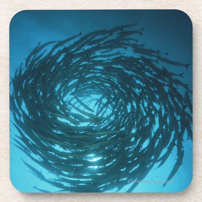 Porta-copo Natação do barracuda de Blackfin nos círculos (Frente)