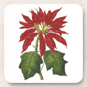 Porta-copo Natal Antigo, Planta de Inverno Poinsettia Vermelh
