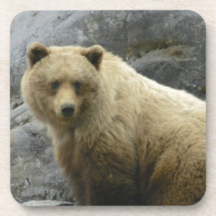 Porta-copo Natureza do destino dos animais de Alaska do urso