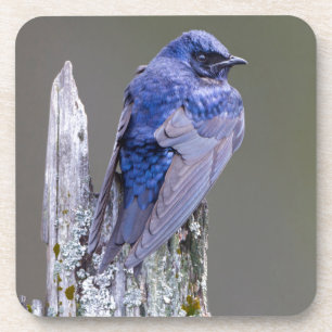 Porta-copo Ninho de andorinhão-roxo macho sobre o Lago Sammam