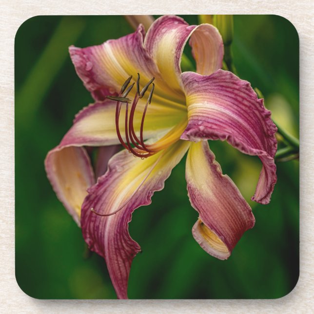 Porta-copo Northwind Dancer Daylily (Frente)