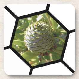 Porta-copo Nova Zelândia Souvenir Kauri Cone