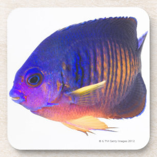 Porta-copo O angelfish two-spined