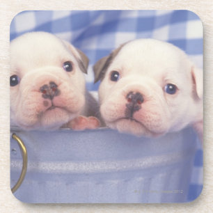 Porta-copo O buldogue, chamado frequentemente o buldogue