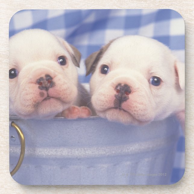 Porta-copo O buldogue, chamado frequentemente o buldogue (Frente)