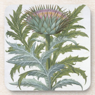 Porta-copo O cardo, do "Hortus Eystettensis" por Bas