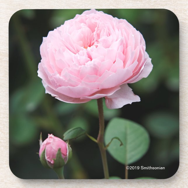 Porta-copo O castelo de Alnwick aumentou (Frente)