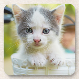 Porta-copo O gatinho monta uma bicicleta