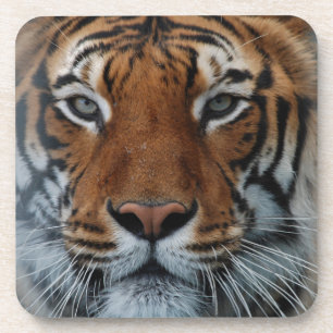 Porta-copo O gato de tigre listra o animal da névoa da selva