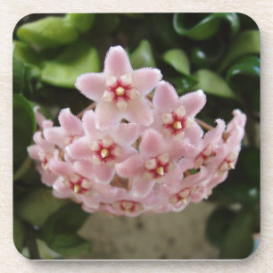 Porta-copo O Perfeito Conjunto de Portas copos Violetas Afric