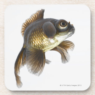 Porta-copo O preto amarra o peixe dourado (auratus do