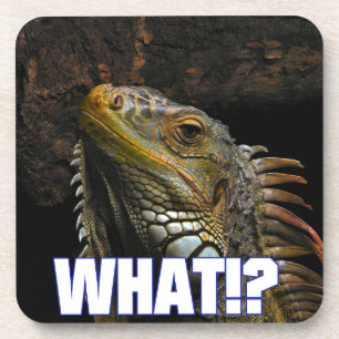 Porta-copo O quê? Iguana
