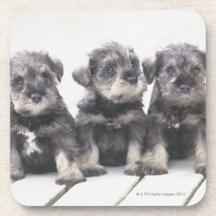 Porta-copo O Schnauzer diminuto é uma raça do cão pequeno