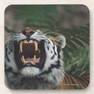 Porta-copo O tigre Siberian (Panthera Tigris) descobre presas