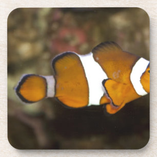 Porta-copo Ocellaris Clownfish
