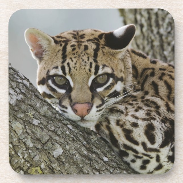 Porta-copo Ocelot, Felis pardalis, cativo, fêmea descansando  (Frente)