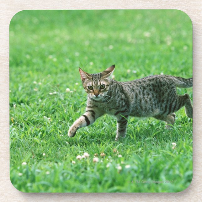 Porta-copo Ocicat (Frente)