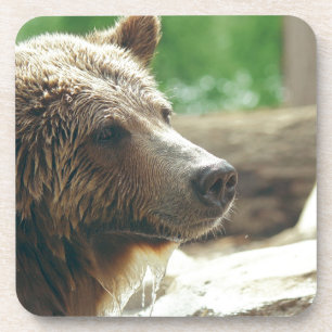 Porta-copo Olhos animais da cara do urso adorável bonito da
