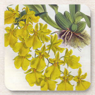 Porta-copo Oncidir Concolor Vintage Orquídeas Lindenia