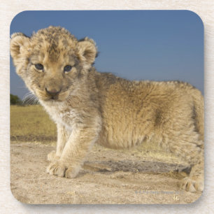 Porta-copo Opinião o filhote de leão novo (Panthera leo),