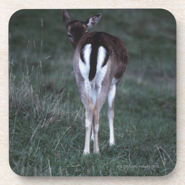 Porta-copo Opinião traseira um cervo, Nova Zelândia (Frente)