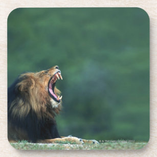 Porta-copo Opinião um leão (Panthera leo) que abre sua boca