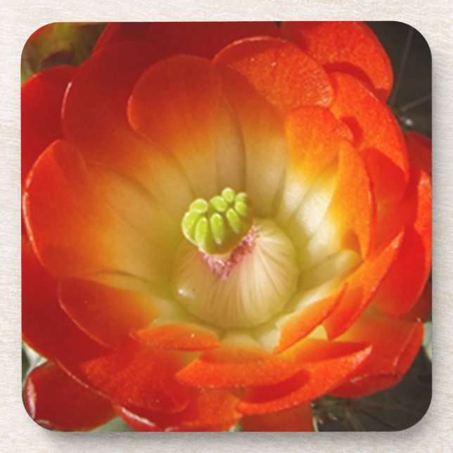 Porta-copo Orange-Cactus-flower (Frente)