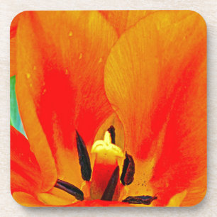 Porta-copo Orange Tulip