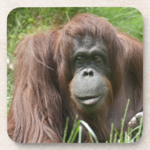 Porta-copo Orangutan