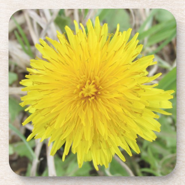 Porta-copo Orgulhosa Flor Dandelion. (Frente)