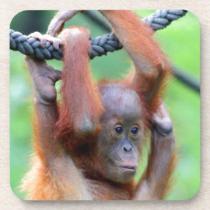 Porta-copo Oring Utan 029