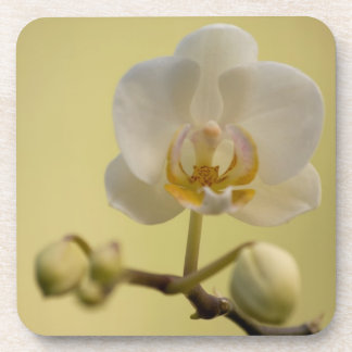 Porta-copo Orquídea branca delicada