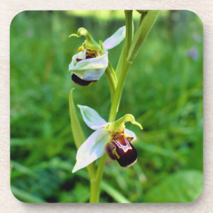 Porta-copo Orquídea de abelhas