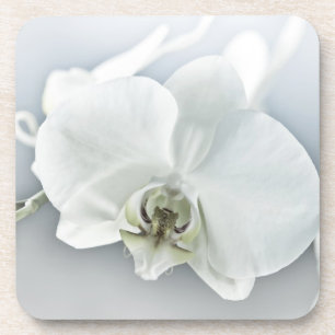 Porta-copo Orquídea Phalaenopsis Branca