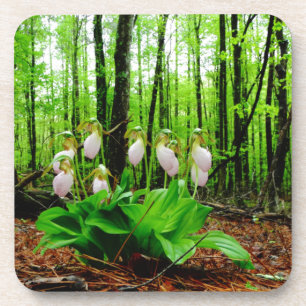 Porta-copo Orquídea silvestre de Lady Slipper Rosa