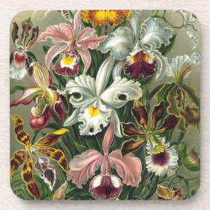 Porta-copo Orquídeas Haeckel