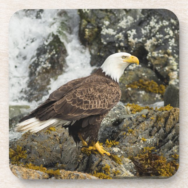 Porta-copo Ortod Bald Eagle (Frente)