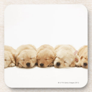 Porta-copo Os filhotes de cachorro do golden retriever