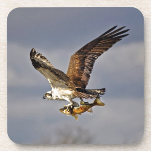 Porta-copo Osprey do vôo com a foto de HDR dos peixes dos