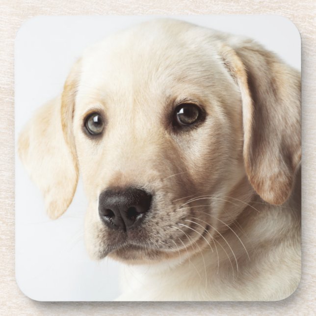 Porta-copo Ouro Labrador Puppy (Frente)