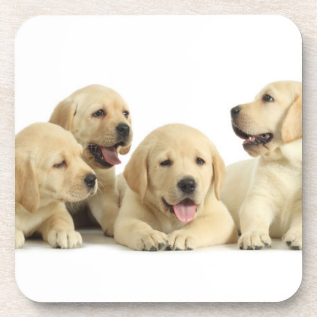 Porta-copo Ouro Labrador Puppy Pile (Frente)