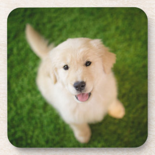 Porta-copo Ouro - Retirador de Puppy com Grass