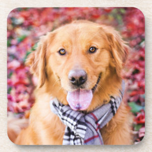 Porta-copo Ouro Retriever Em Scarf