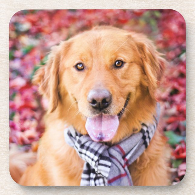 Porta-copo Ouro Retriever Em Scarf (Frente)