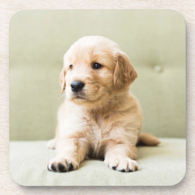Porta-copo Ouro Retriever Puppy no sofá (Frente)