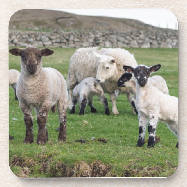 Porta-copo ovelha Shetland (Frente)