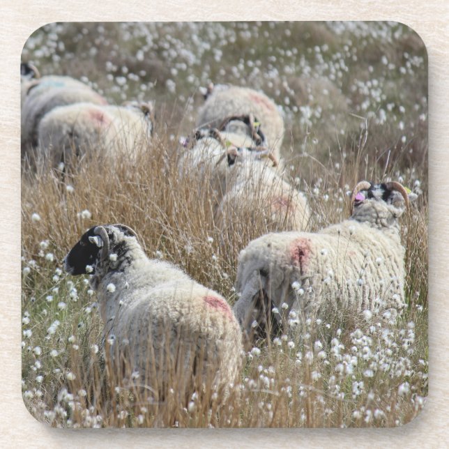 Porta-copo Ovelhas Swaledale em grama de algodão em Northhumb (Frente)